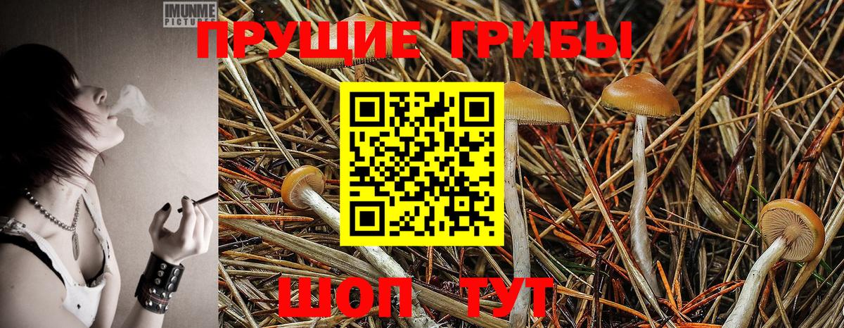 закладка  Вход с VPN  Гудермес  Псилоцибиновые грибы Psilocybine cubensis 